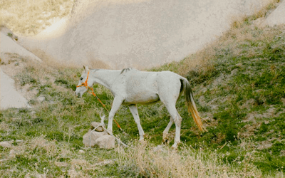 一个项目已经有很多人在做了,我还有机会吗?